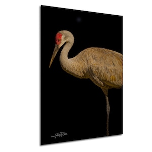 foto di gru canadese, fotografia di uccelli, ritratto di gru, sfondo nero, foto di animali selvatici, arte murale costiera, uccelli della Florida, stampa naturalistica