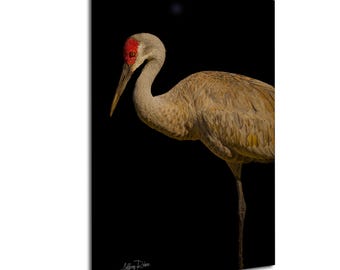sandhill crane photo, bird photography, crane portrait, black background, wildlife photo, coastal wall art, Florida birds, nature print