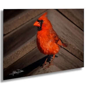 foto di cardinale settentrionale, fotografia di uccelli, arte murale appesa, uccelli rossi, foto di animali selvatici, stampa naturalistica, arredamento della Florida, stampa iconica di uccelli canterini