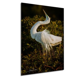 foto di airone bianco maggiore, fotografia di uccelli, posa di corteggiamento degli uccelli, arte murale costiera, stampa naturalistica, foto di animali selvatici, uccello della Florida, arredamento tropicale