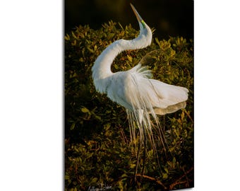Silberreiher Foto, Vogel Fotografie, Vogel Balz, Küstenwandkunst, Naturdruck, Tierfoto, Florida Vogel, tropisches Dekor