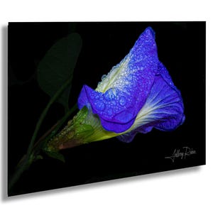 foto di pisello farfalla, fiore tropicale, arte floreale, stampa naturalistica, arte da parete appesa, stampa da giardino botanico, arredamento Florida, regalo per San Valentino
