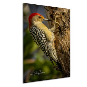 Woodpecker photography, Red-bellied woodpecker on tree, bird photo, nature print, coastal decor, hanging wall art, woodpecker lover gift
