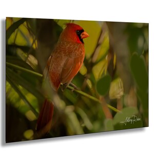 Fotografia di cardinale settentrionale, cardinale appollaiato su un albero, foto di uccelli, arte murale appesa, stampa naturalistica, decorazione murale della fauna selvatica, arte degli uccelli da cortile