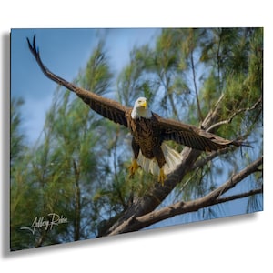 Fotografia di aquila calva, aquila calva che si lancia in volo, fotografia di uccelli, stampa naturalistica, tela di aquila rapace, decorazioni costiere, arte murale appesa