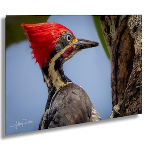 woodpecker photography, lineated woodpecker photo, bird photography, woodpecker lover gift, hanging wall art, nature print, tropical decor