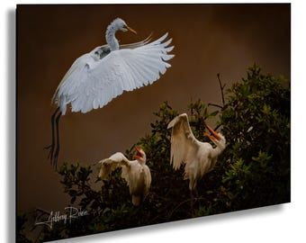 Egret photography, Great white Egret mother and chicks, bird photography, hanging wall art, nature print, coastal decor, wading bird canvas