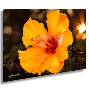 fotografia di ibisco, foto di fiori tropicali, arte murale appesa, stampa della natura della Florida, foto di fiori al tramonto, decorazioni floreali, regalo per San Valentino
