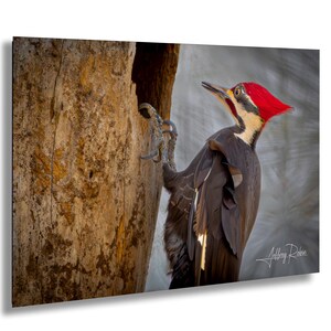 Pileated Woodpecker photography, Pileated Woodpecker on Tree, Woodpecker photography, Hanging Wall Art, Nature Bird Print, Forest Bird decor