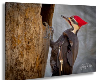 Fotografia de pica-pau-bico-de-marfim, pica-pau-bico-de-marfim na árvore, fotografia de pica-pau, arte de parede suspensa, impressão de pássaros da natureza, decoração de pássaros da floresta