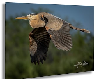Great Blue Heron Photography, Heron in flight Photography, Bird photography, Coastal Decor, Hanging Wall Art, Nature Print, Heron Canvas Art