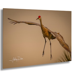 Fotografia di gru canadese, gru canadese in volo in atterraggio, arte murale appesa, decorazioni naturalistiche, stampa su tela di gru, decorazioni costiere, foto di uccelli