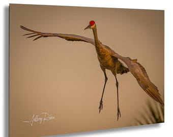 Sandhill Crane Photography, Sandhill Crane in Flight Landing, Hanging Wall Art, Nature Decor, Crane Canvas Print, Coastal Decor, Bird photo