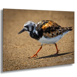 Fotografia di uccelli costieri, Voltapietre che cammina sulla spiaggia, Decorazioni costiere, Decorazioni per la casa sulla spiaggia, Stampe naturalistiche, Arte murale appesa, Fotografia di uccelli