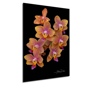 Moth Orchids Photo, Phalaenopsis Print, Tropical Flower Decor, Botanical Photography, Nature Fine Art, Orchid Print, Hanging Wall Art