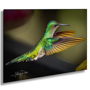 May include: A green hummingbird with yellow and green wings in flight. The hummingbird is in focus, while the background is blurred.