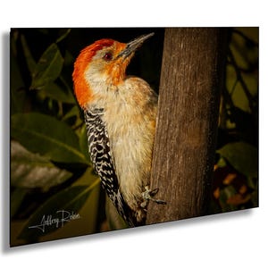 Picchio dal ventre rosso, foto di picchio, fotografia di uccelli, uccelli rossi, arte murale costiera appesa, uccelli della Florida, stampa naturalistica, arte della fauna selvatica