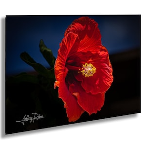 Red Hibiscus Photo, Tropical Flower Print, Hanging Wall Art, Botanical Photo, Nature Fine Art, Flower Photos, Floral Decor, Hawaii Style Art
