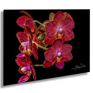 foto di orchidee falena, foto di fiori tropicali, arte murale appesa, decorazioni tropicali, stampa floreale della Florida, arte floreale vibrante, decorazioni murali costiere