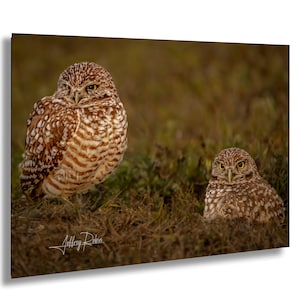 Fotografia di gufo delle tane, fotografia di gufi, arte di gufi delle tane, stampa della natura, fotografia di uccelli, decorazioni costiere, tela di gufo, arte da appendere alla parete