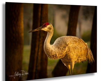 Sandhill Crane Photography, Sandhill Crane in Forest, Bird Photography, Hanging Wall Art, Nature Decor, Crane Canvas Art, Forest Bird Art
