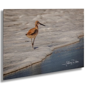 foto di piovanello, stampa di piovanello, fotografia di uccelli, arte murale costiera, stampa naturalistica, decorazioni da spiaggia, uccelli del surf, uccelli di riva, uccelli della spiaggia