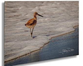 willet sandpiper photo, sandpiper print, bird photography, coastal wall art, nature print, beach decor, surf birds, shore birds, beach birds