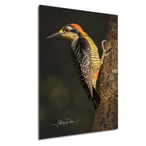 Woodpecker photography, Black-cheeked Woodpecker on tree, Bird Photography, Exotic Nature Print, Hanging Wall Art, Woodpecker lover gift