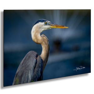 Fotografia di airone azzurro, airone azzurro con fontana, decorazioni costiere, quadri da appendere, stampe naturalistiche, decorazioni su tela tropicali