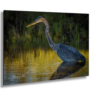 Fotografia di airone azzurro, airone azzurro in acqua, arte di riflesso di airone, decorazioni costiere, arte murale appesa, stampa naturalistica, tela di airone