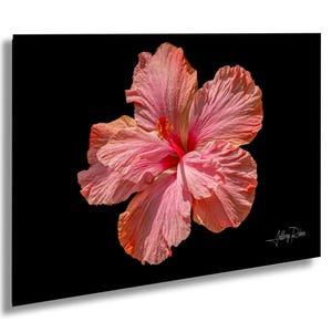 Pink Chinese Hibiscus Photo, Tropical Flower, Hanging Wall Art, Botanical Print, Nature Print, Floral Decor, Floral Art, Valentines Day Gift