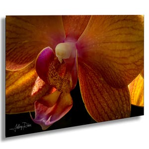 Moth Orchid Photo, Orchid Closeup, Hanging Wall Art, Tropical Flower Decor, Botanical Photography, Phalaenopsis Print, Georgia O&#39;Keefe Style