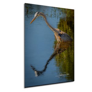 Great Blue Heron Photography, Heron Reflection Photo, Wading Bird Print, Coastal Decor, Hanging Wall Art, Nature Decor, Heron Canvas Art