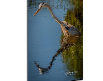 Great Blue Heron Photography, Heron Reflection Photo, Wading Bird Print, Coastal Decor, Hanging Wall Art, Nature Decor, Heron Canvas Art