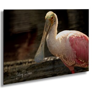 Fotografia di spatola rosata, uccelli rosa, fotografia di uccelli, foto di spatola, uccelli della Florida, arte murale costiera, stampa naturalistica, arredamento tropicale,