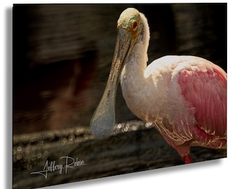 Rosenröd skedstorkfotografi, rosa fåglar, fågelfotografi, skedstorkfoto, Floridas fåglar, kustväggkonst, naturtryck, tropisk dekor,