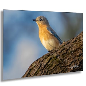 Fotografia di uccello azzurro orientale, stampa naturalistica, arte murale della fauna selvatica, decorazione di uccelli canterini, tela con uccelli da cortile, regalo per birdwatcher, uccello su ramo di albero