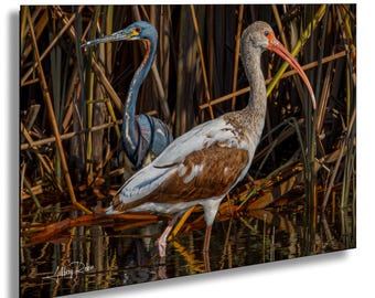 Dreifarbiger Reiher Foto, weißes Ibis Foto, Vogel Fotografie, Küstenwandkunst, Reiher Foto, weißes Ibis Foto, Naturdruck, Tierschutz