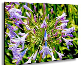 Lily of the Nile Photo, Flower Photograph, Hanging Wall Art, Nature Print, Floral Decor, Tropical Decor, Garden Bloom Art, Purple Flower
