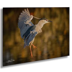 Foto di airone coronato nero, foto di airone, arte murale costiera, stampa naturalistica, fotografia di uccelli, uccelli tropicali, uccello in volo, decorazioni tropicali