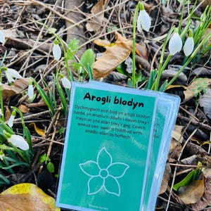 Puede incluir: Una pila de tarjetas verdes con texto blanco y un gráfico de flores, descansando entre flores de campanillas de invierno. Las tarjetas tienen texto en un idioma extranjero. El fondo incluye hojas y ramitas marrones.