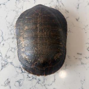 May include: A dark brown turtle shell with a weathered, textured surface featuring visible scutes and worn patches. The shell has an oval shape with a slightly pointed front and a rounded back, displaying natural variations in color and pattern.