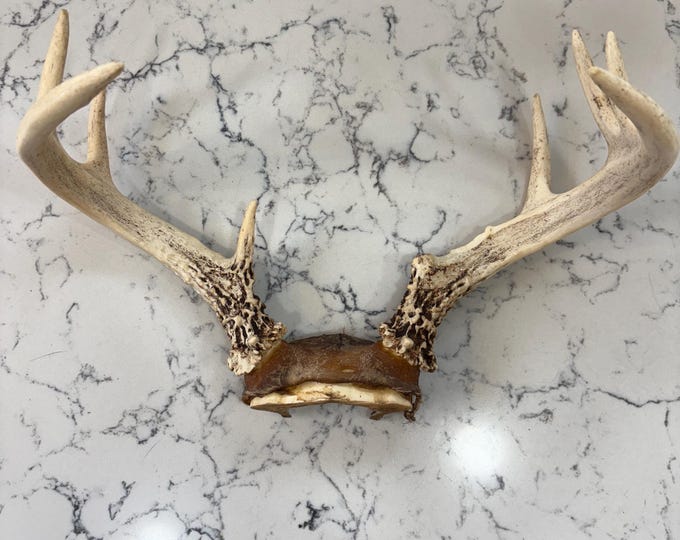 Old Deer Antler Rack. 8 Point Whitetail Deer. Aprox 12.5inches Across ...