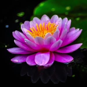 Beautiful Pink Pond Lily Flower, Floral digital art print - Instant Download.