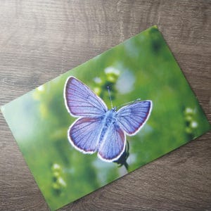 carte postale papillon carte surdimensionnée photographie photo réaliste papillon bleu carte de voeux pour elle/lui/hommes/femmes/ami/collègue/maman/papa/tante