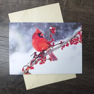 fotografia cardinale cartolina di natale uccello su un ramo neve scena invernale foto fotografia cancelleria nos vintage mamma/papà/amico/collega/zia
