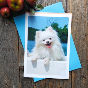 Carte d'anniversaire pour chien poméranien, chiot mignon, articles de papeterie, carte de voeux heureuse, animal idiot/drôle/humoristique homme/femme/mari/femme/ami/collègue