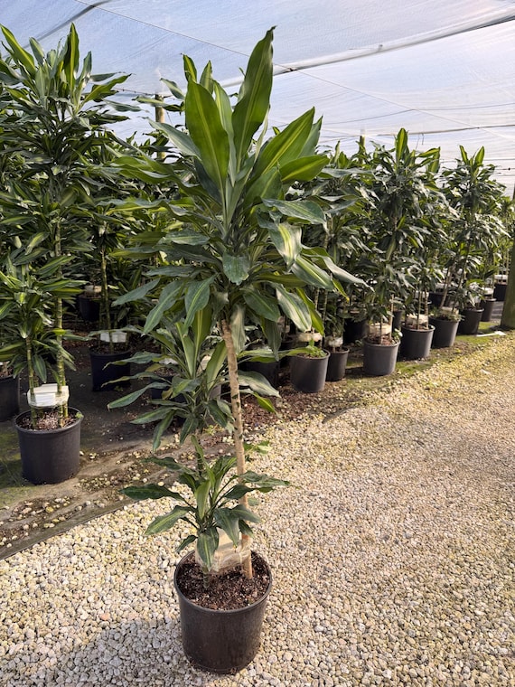 Dracaena Cintho Cane, 10” Pot - Etsy