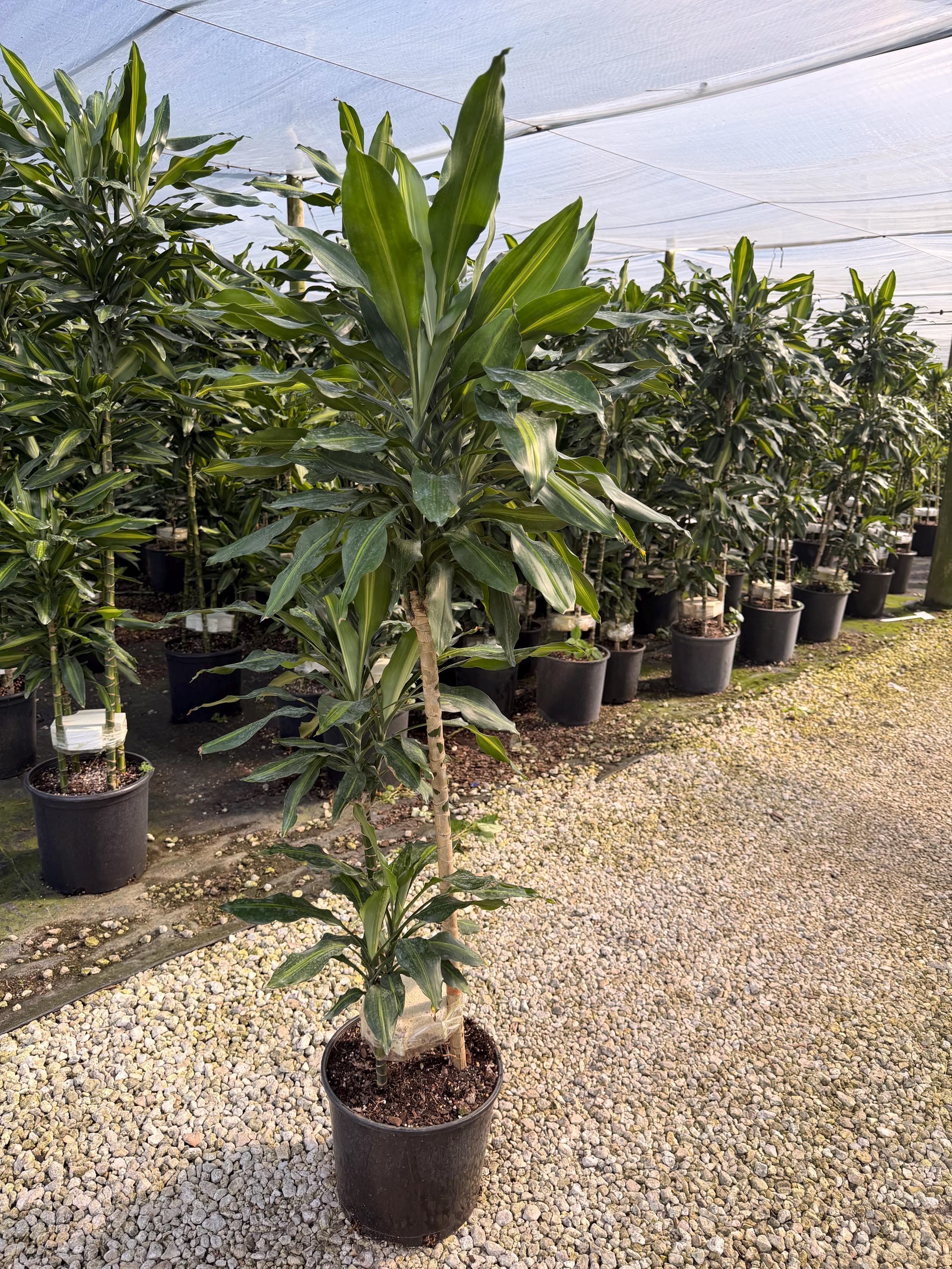 Dracaena Cintho Cane, 10” Pot - Etsy