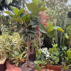 May include: A potted Fiddle Leaf Fig tree with large, vibrant green leaves. The tree has a braided trunk and is set in a black plastic pot. The background features various other potted plants.
